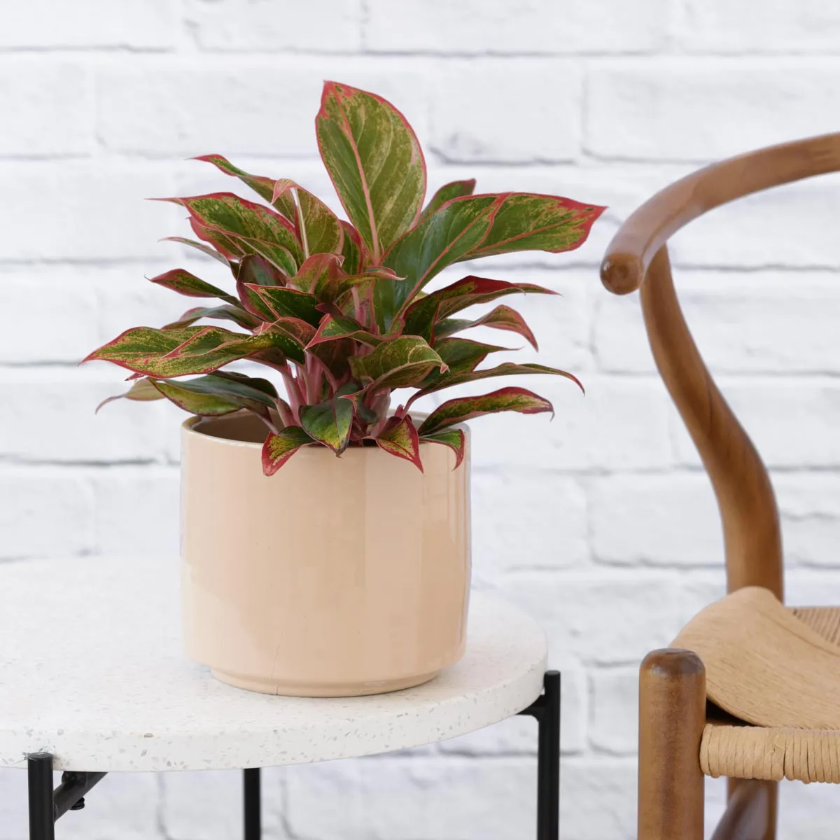 Chinese Evergreen - King of Siam