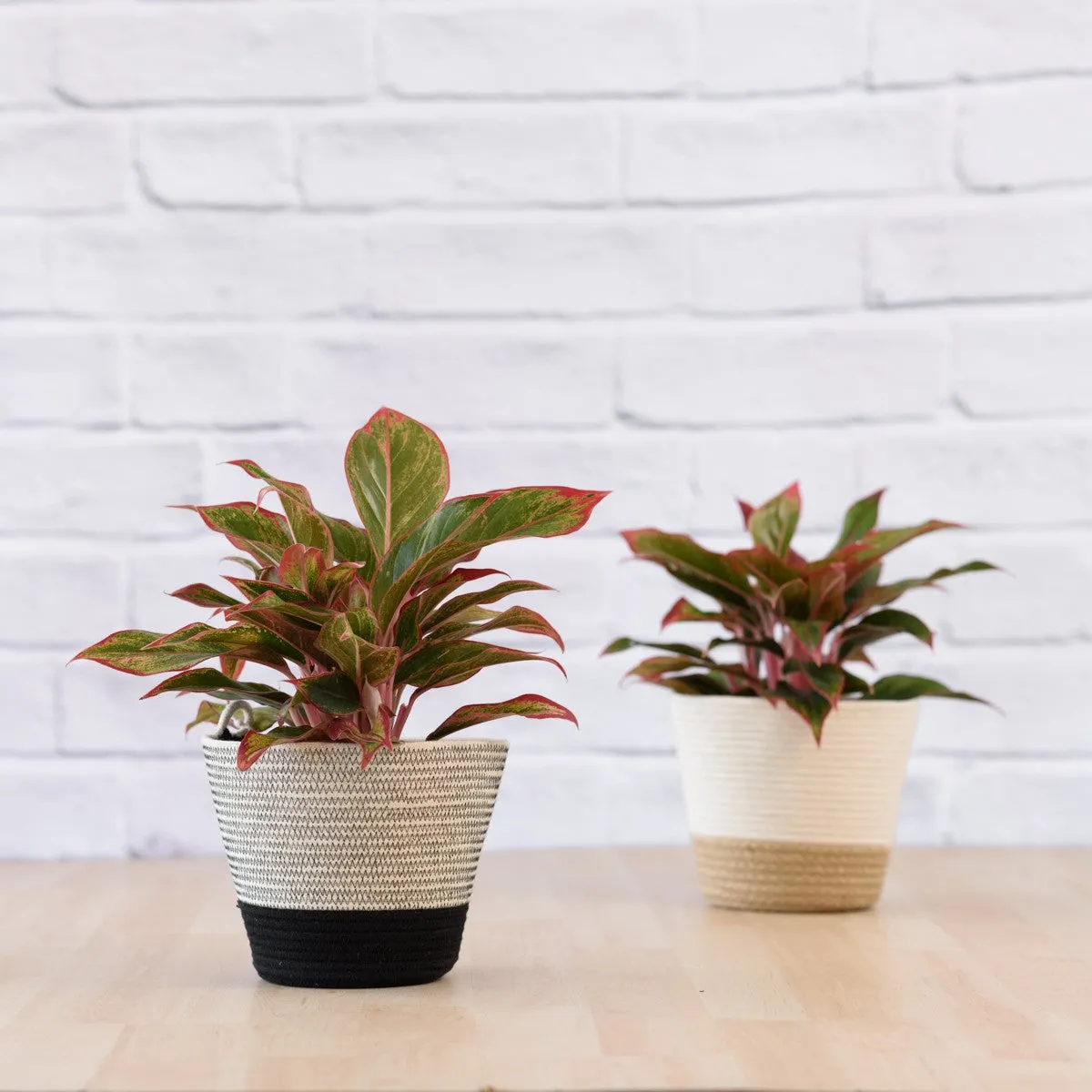 Chinese Evergreen - King of Siam