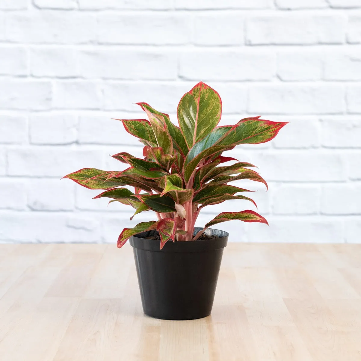 Chinese Evergreen - King of Siam