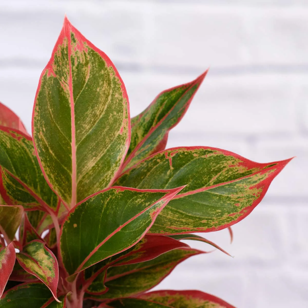 Chinese Evergreen - King of Siam