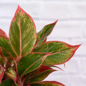 Chinese Evergreen - King of Siam
