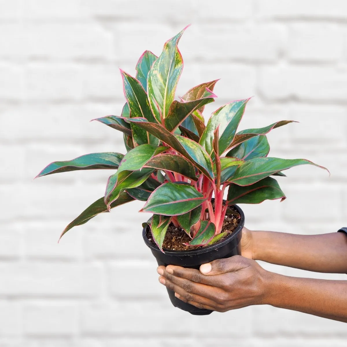 Chinese Evergreen - King of Siam