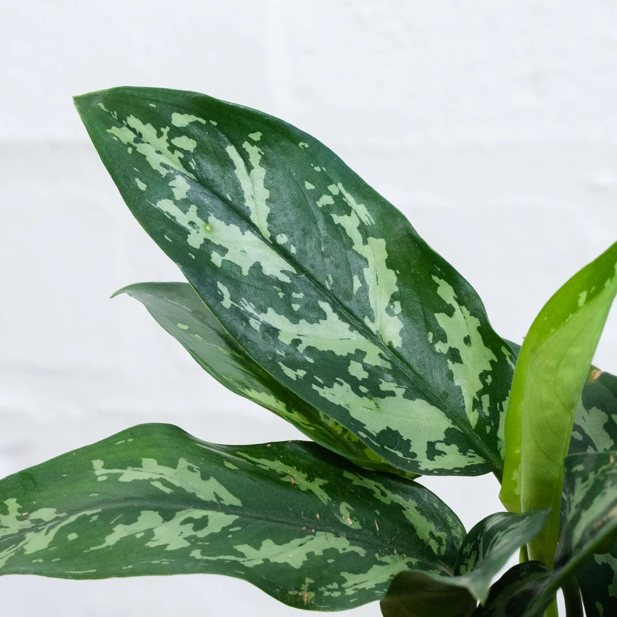 Chinese Evergreen - Maria