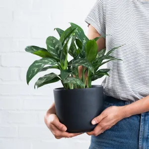 Chinese Evergreen - Maria