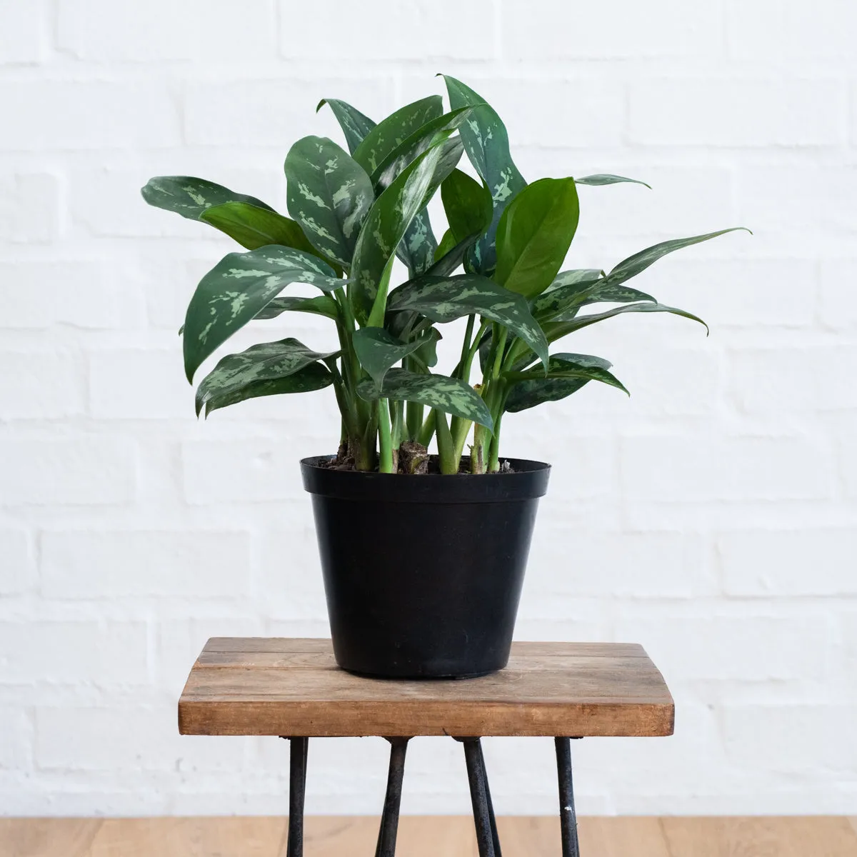 Chinese Evergreen - Maria