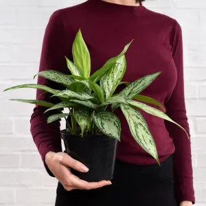 Chinese Evergreen - Silver Queen