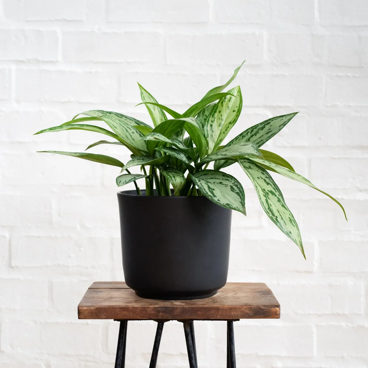 Chinese Evergreen - Silver Queen