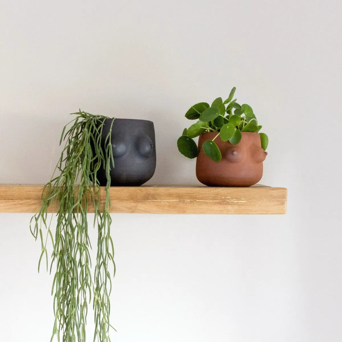 Chinese Money Plant