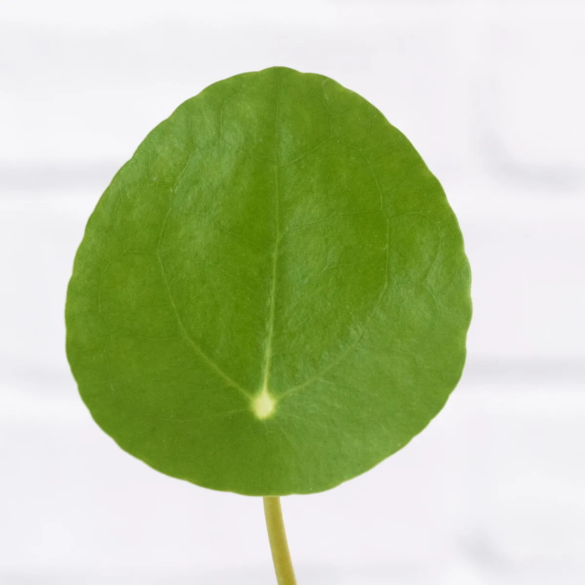 Chinese Money Plant