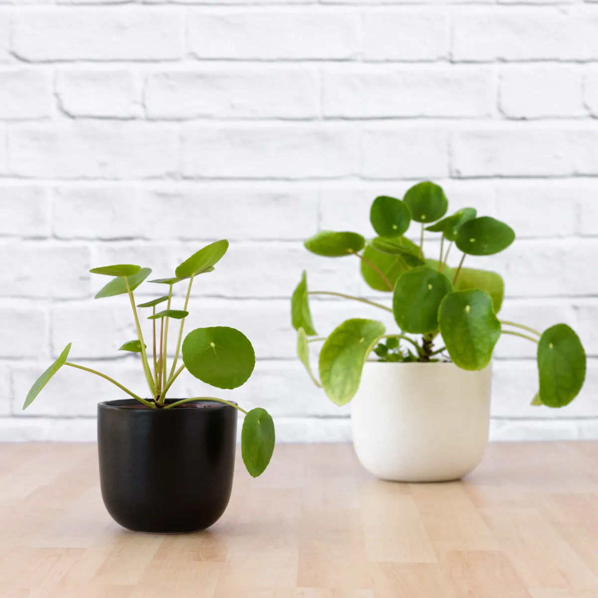 Chinese Money Plant