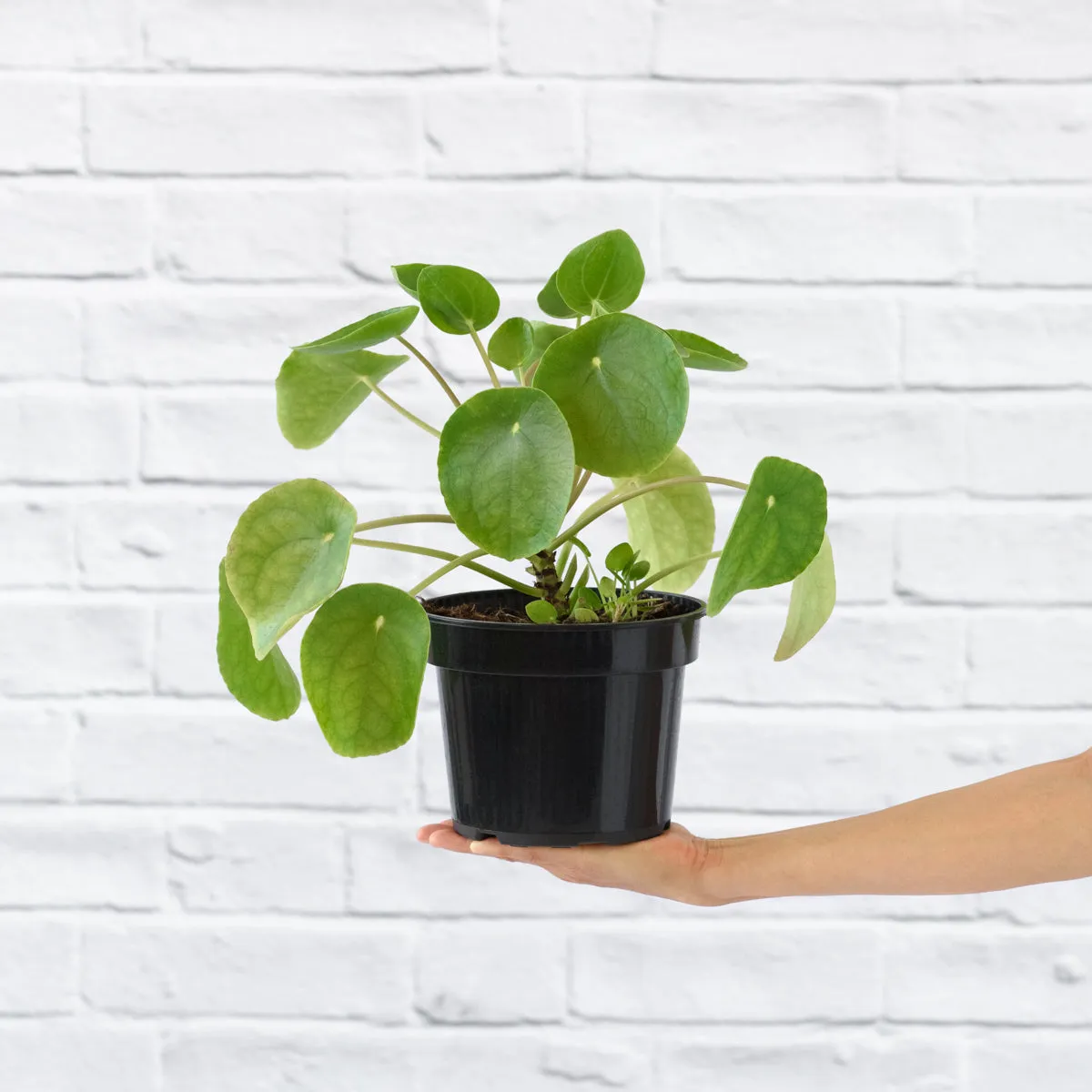 Chinese Money Plant