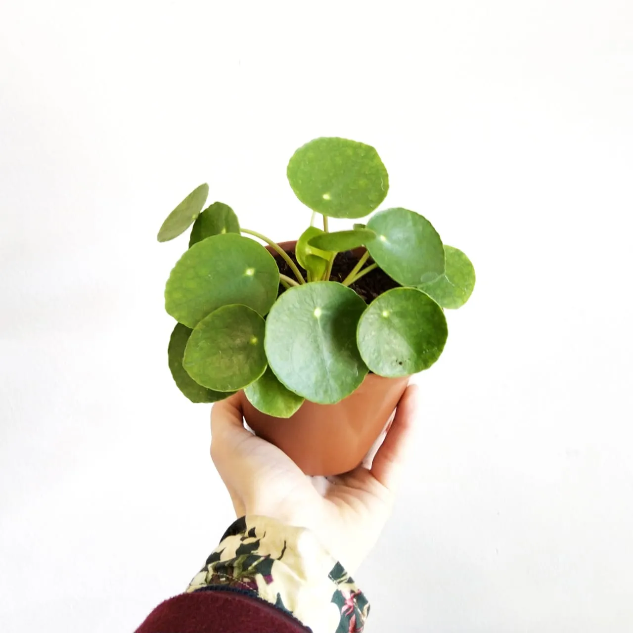Chinese Money Plant