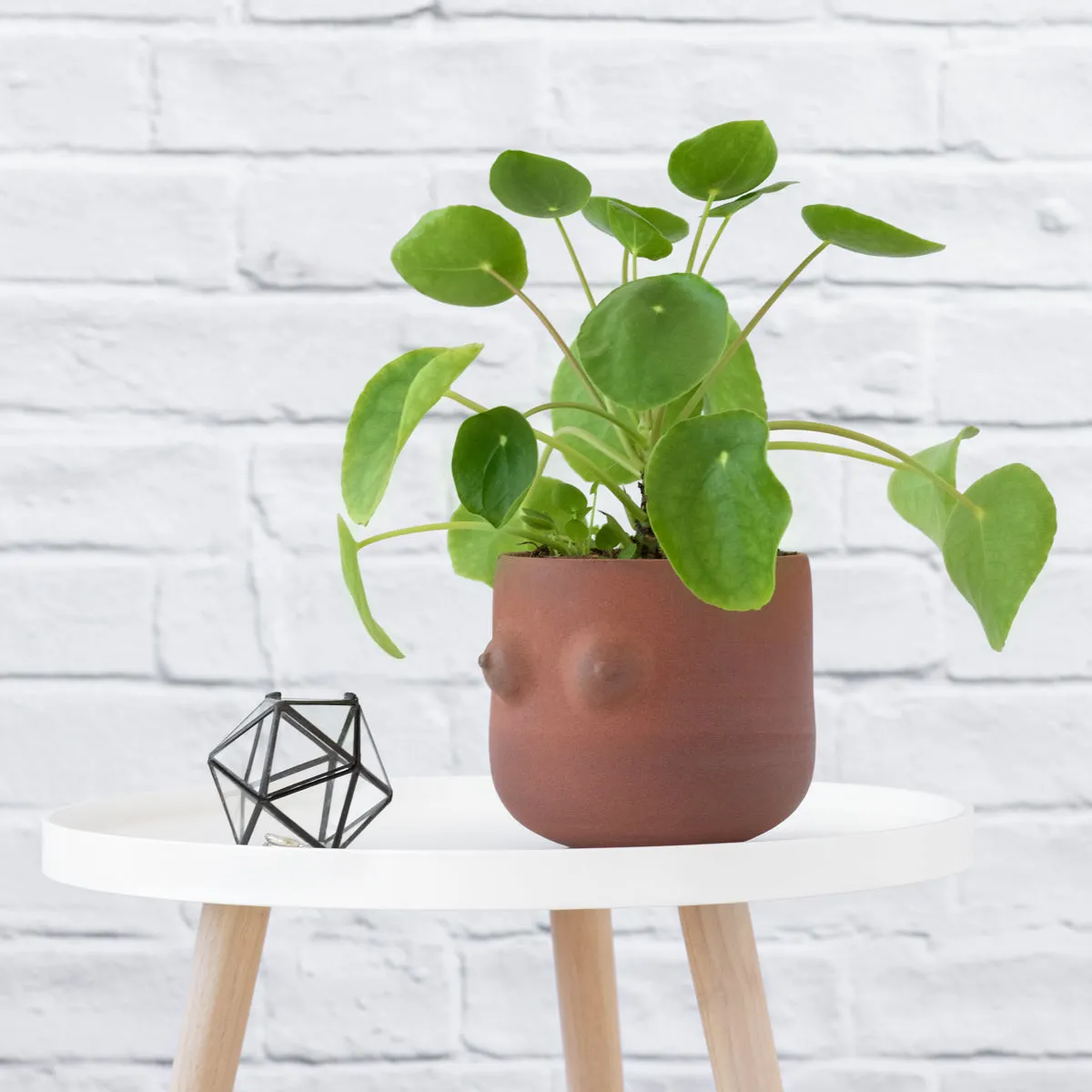 Chinese Money Plant