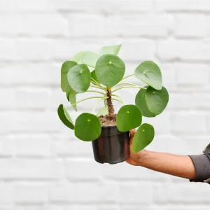 Chinese Money Plant