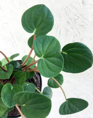 Peperomia Rana Verde