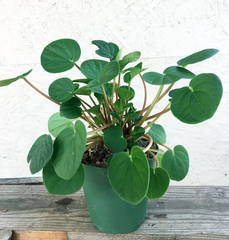 Peperomia Rana Verde
